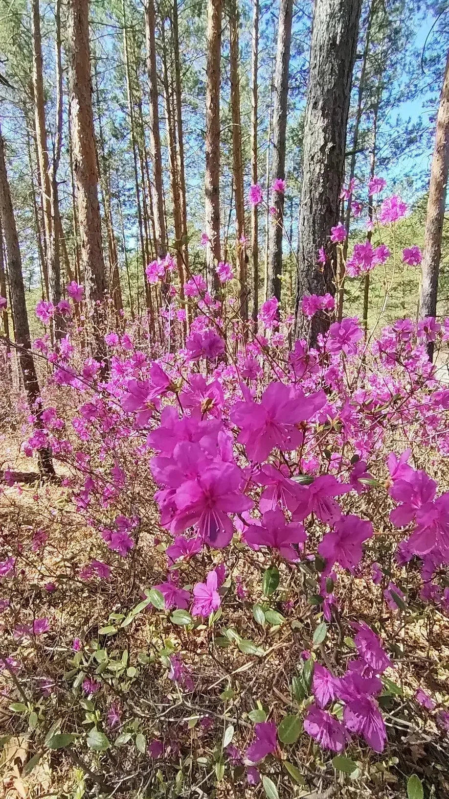 🌸Невероятно красивые снимки наших подписчиков!  И вы присылайте фото с цветущими амурскими городами 