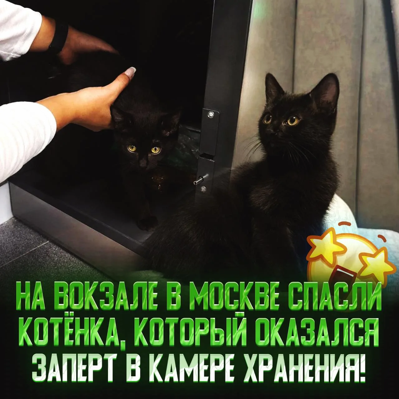 😓 В столице обнаружили котёнка, запертого внутри ячейки камеры хранения на Ленинградск...