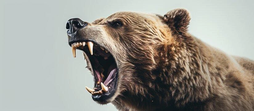 ⚡️⚡️⚡️ Страшная находка в лесу: тела двух мужчин обнаружили после нападения медведя в Т...