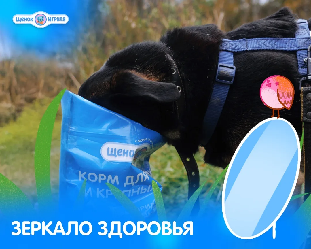 Зеркало здоровья 🐶

Внешний вид собаки — это самый честный индикатор её внутреннего состояния.
