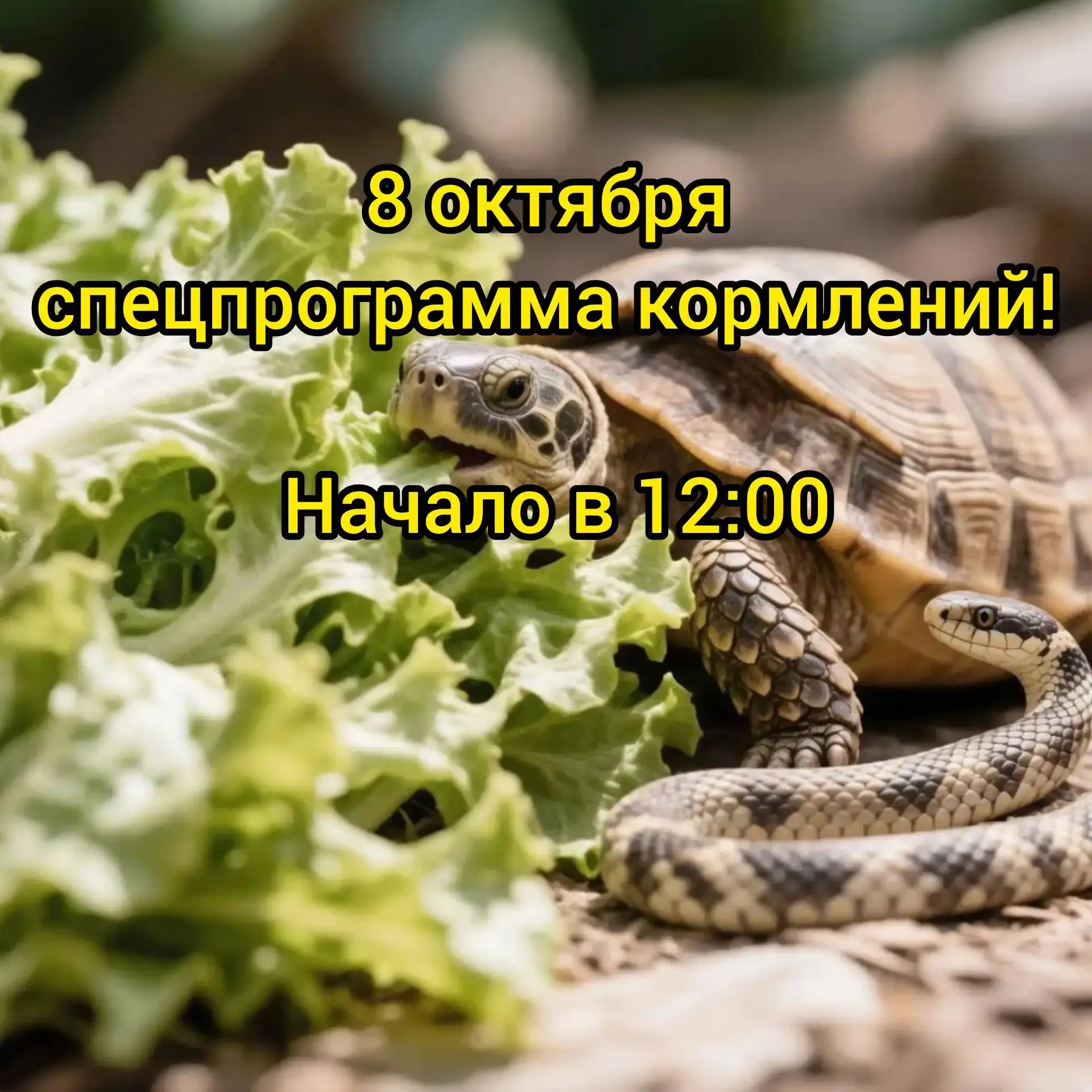 🥗🐁 Только 8 октября — спецпрограмма кормлений!