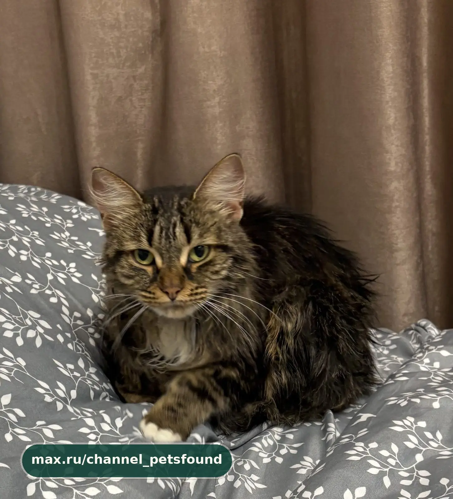 🐾 Найден питомец — Балашиха