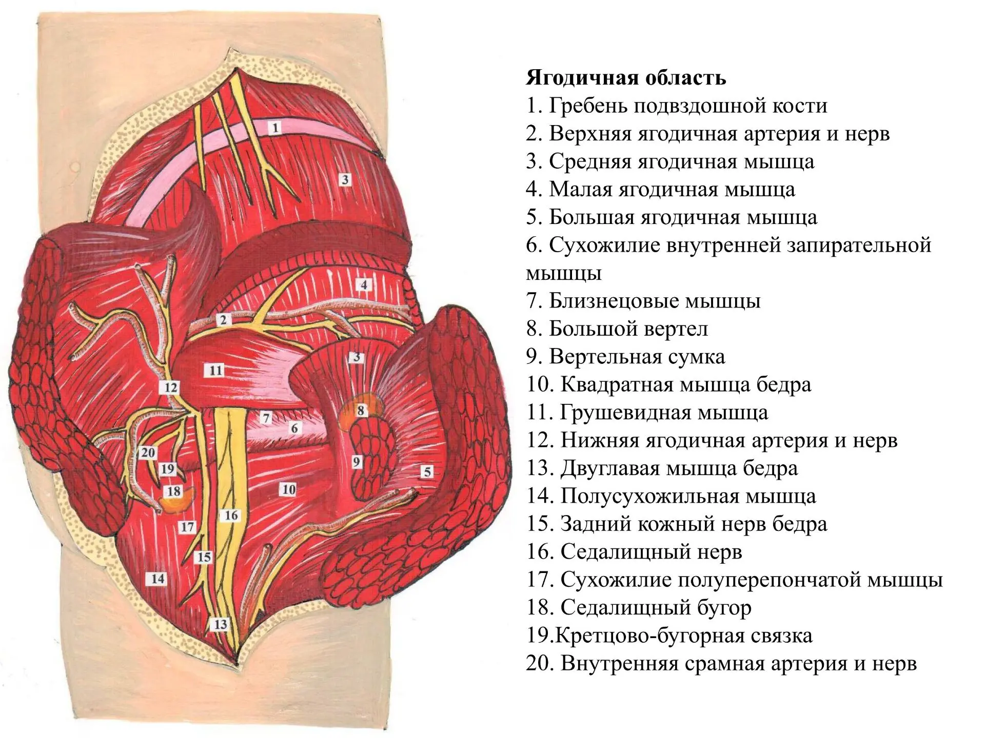 Ягодичная область