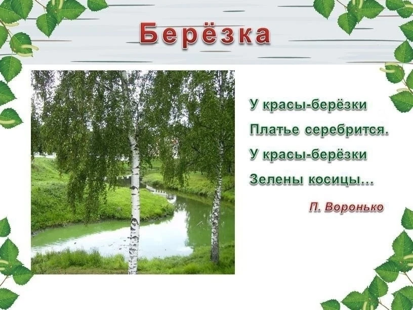 11 апреля – День берёзы.