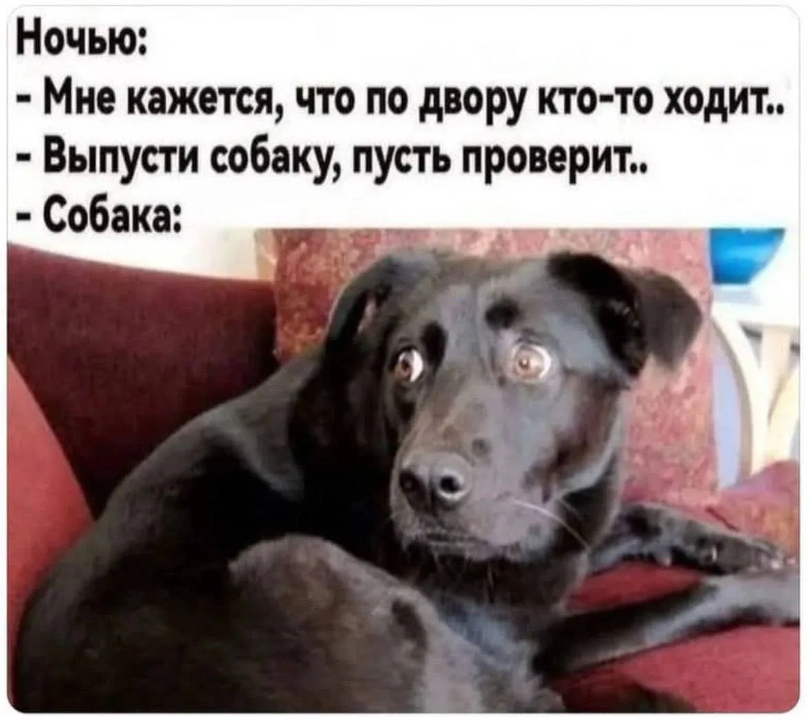 Шерстяной дружок 🐶