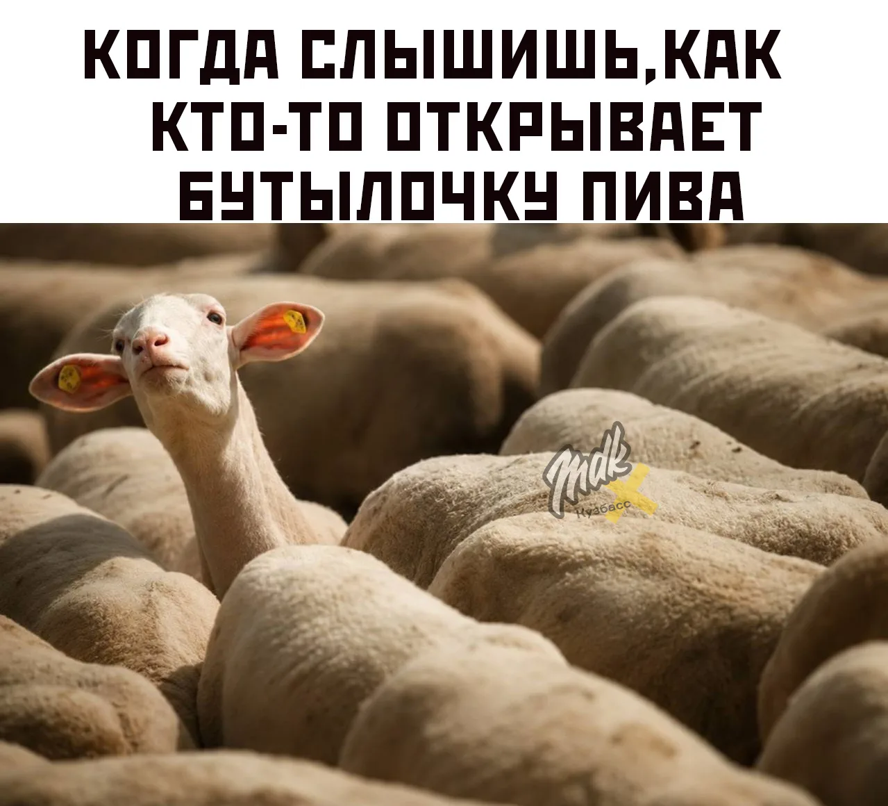 Всегда бодрит