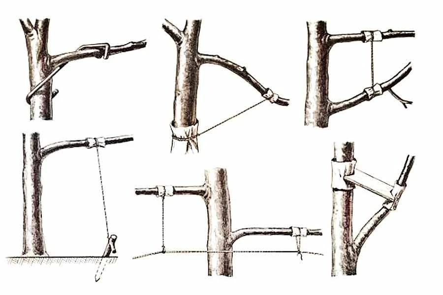 Как работает отгибание ветвей у плодово-ягодных деревьев 🌳