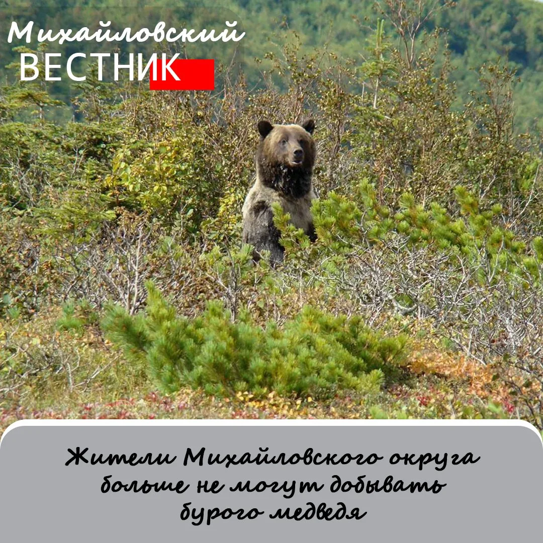 В регионе завершился весенний период охоты на косолапых. С сегодняшнего дня бурые мишки...