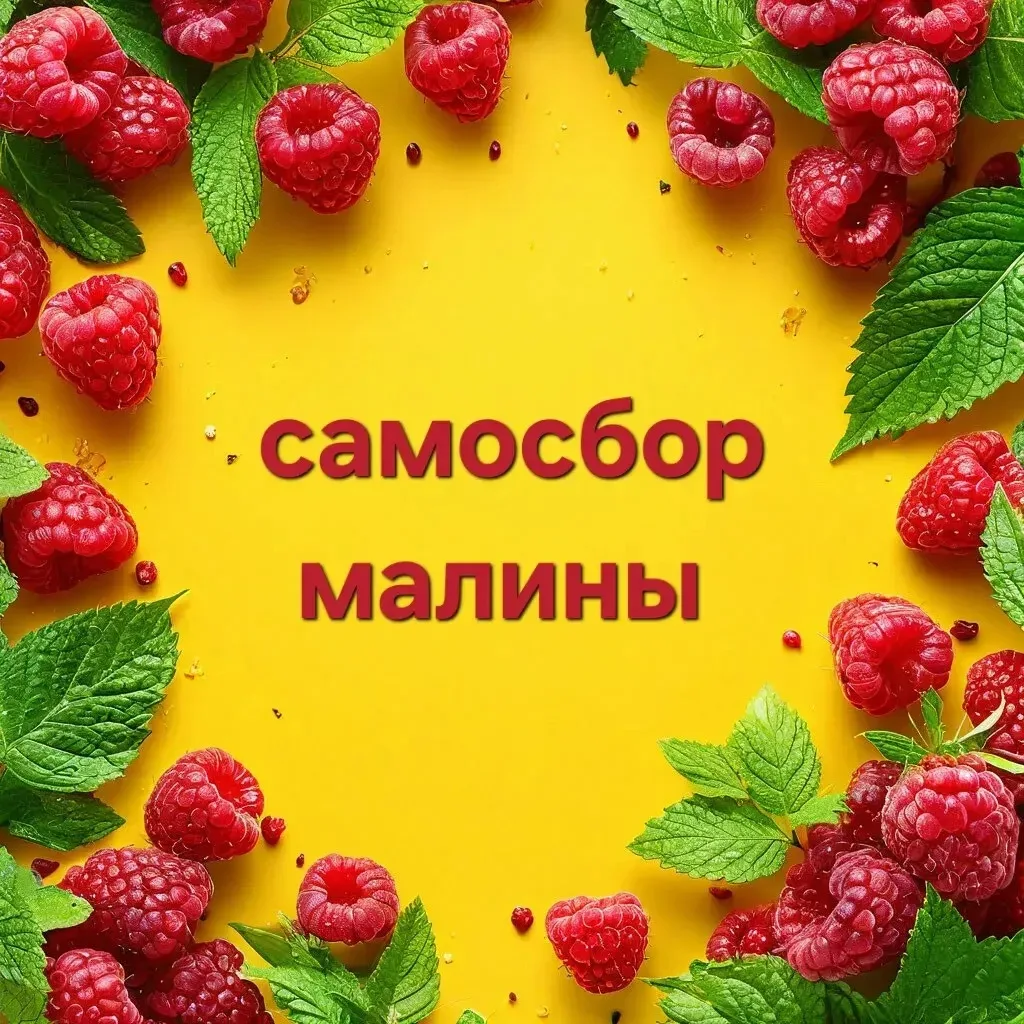 Приглашаем всех желающих на самосбор малины.  Ягоды много, сейчас у нее пик.