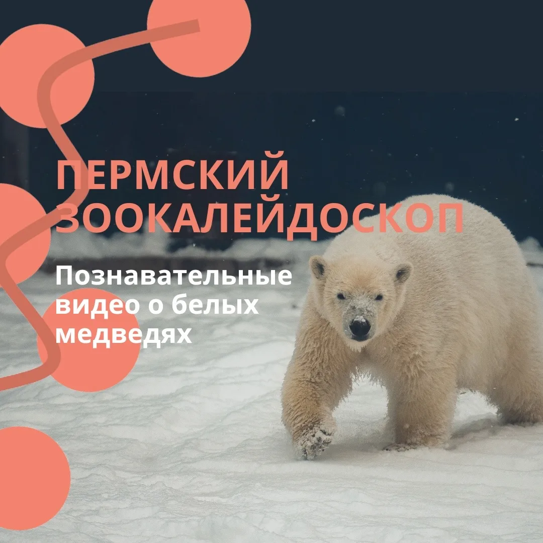 🐻‍❄️ Продолжаем пермский зоокалейдоскоп!
