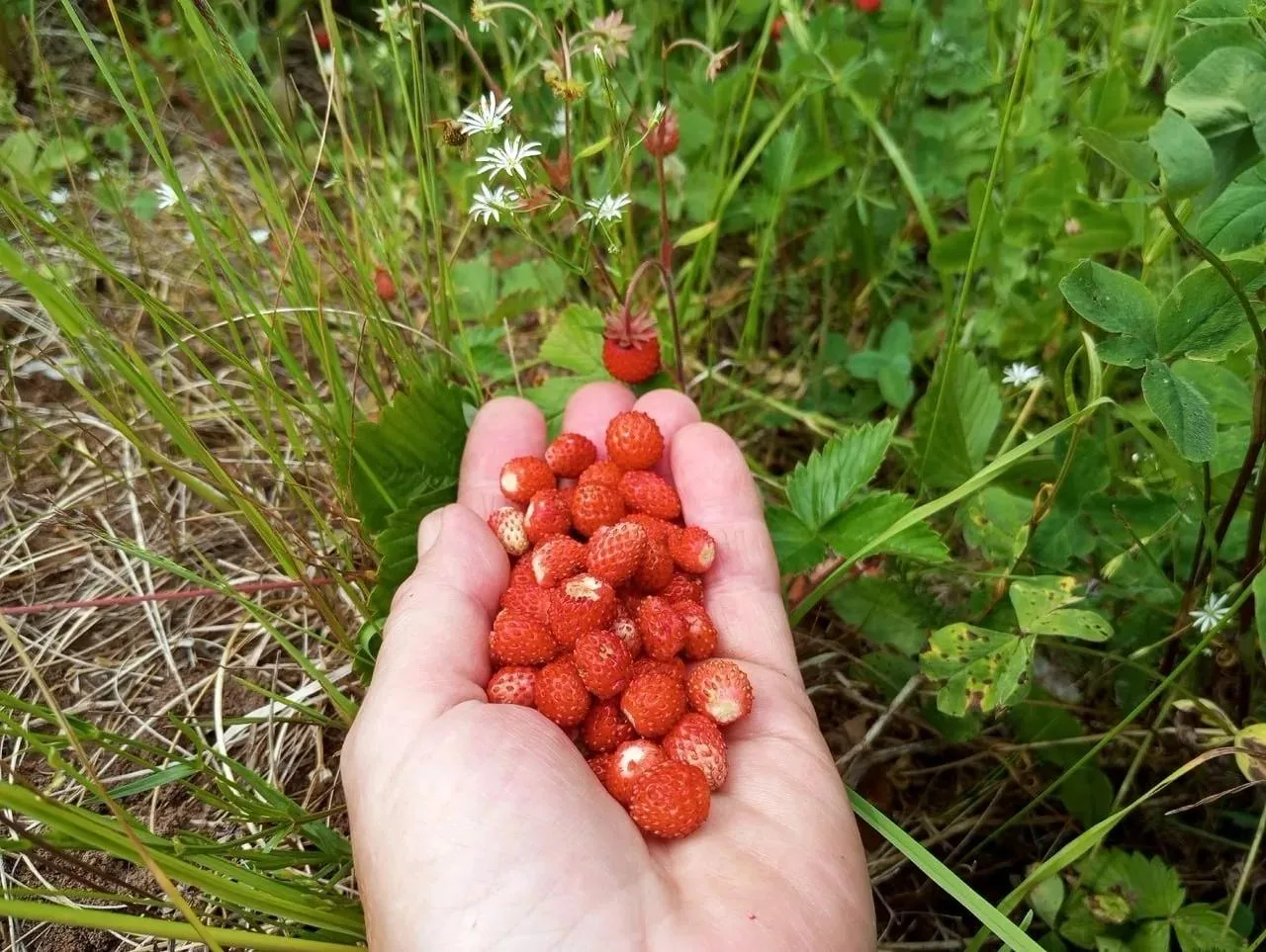 😍 Земляничный рай, Пермский край!