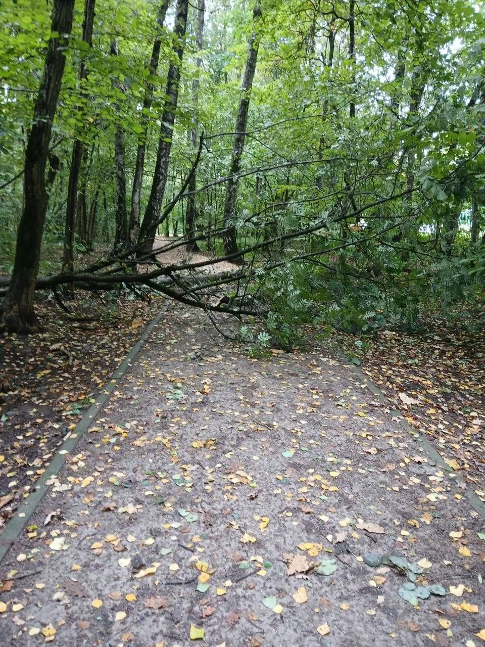 В Тропарево на дорожку упало дерево. В последние дни ветер немного разбушевался, так чт...