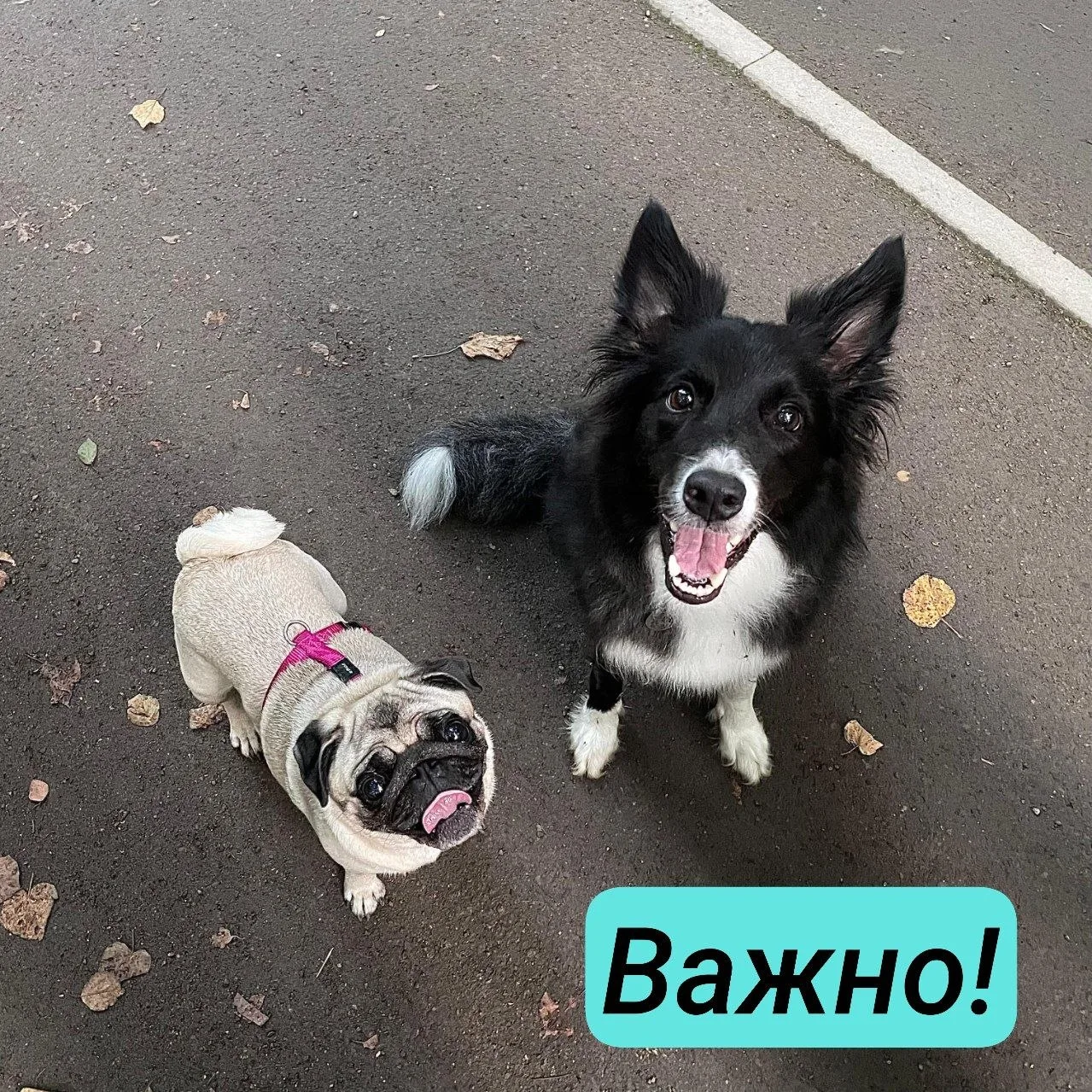 Друзья, доброе утро! Хотим Вас предупредить, что клещи проснулись! 🕷️