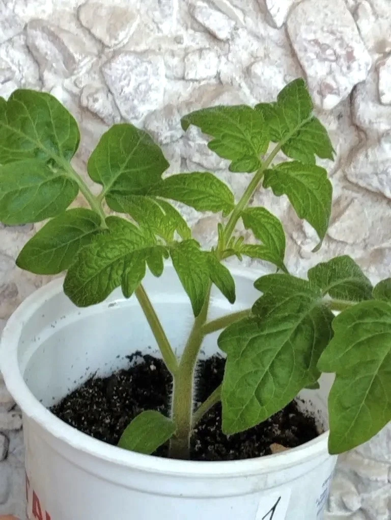 🌱 Рассада «встала» или пропала верхушка? Решаем без паники.