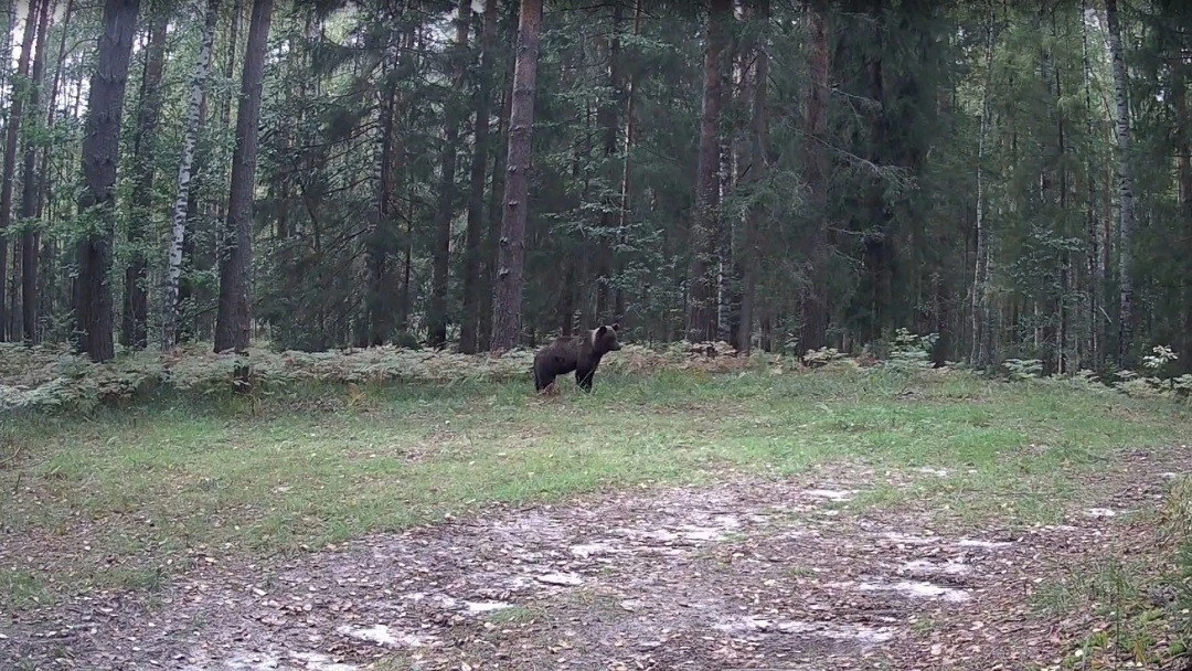 🐻 В заповеднике «Большая Кокшага» фотоловушки засняли медведей, которые активно нагули...