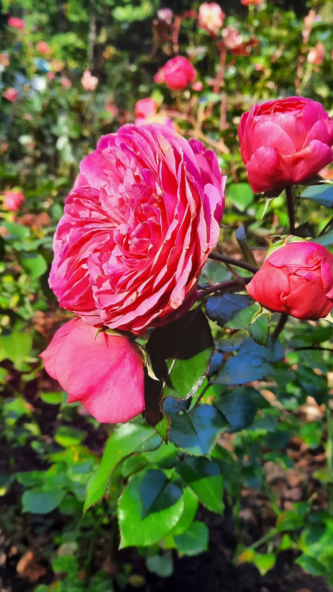 Тонкий аромат и бархатные лепестки🌹