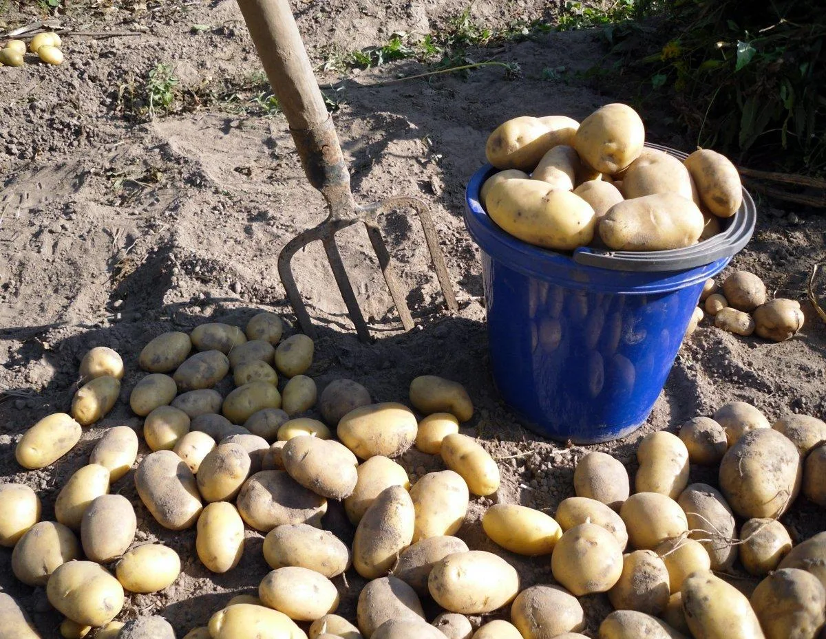 🥔📦🚜 «КАРТОФЕЛЬНЫЙ МАРАФОН»: Как правильно выбрать день для копки и заложить урожай в...