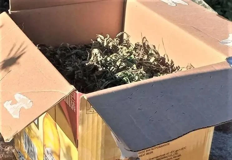 В Приморье изъяли 22 кг наркотиков и больше 4 тысяч кустов.