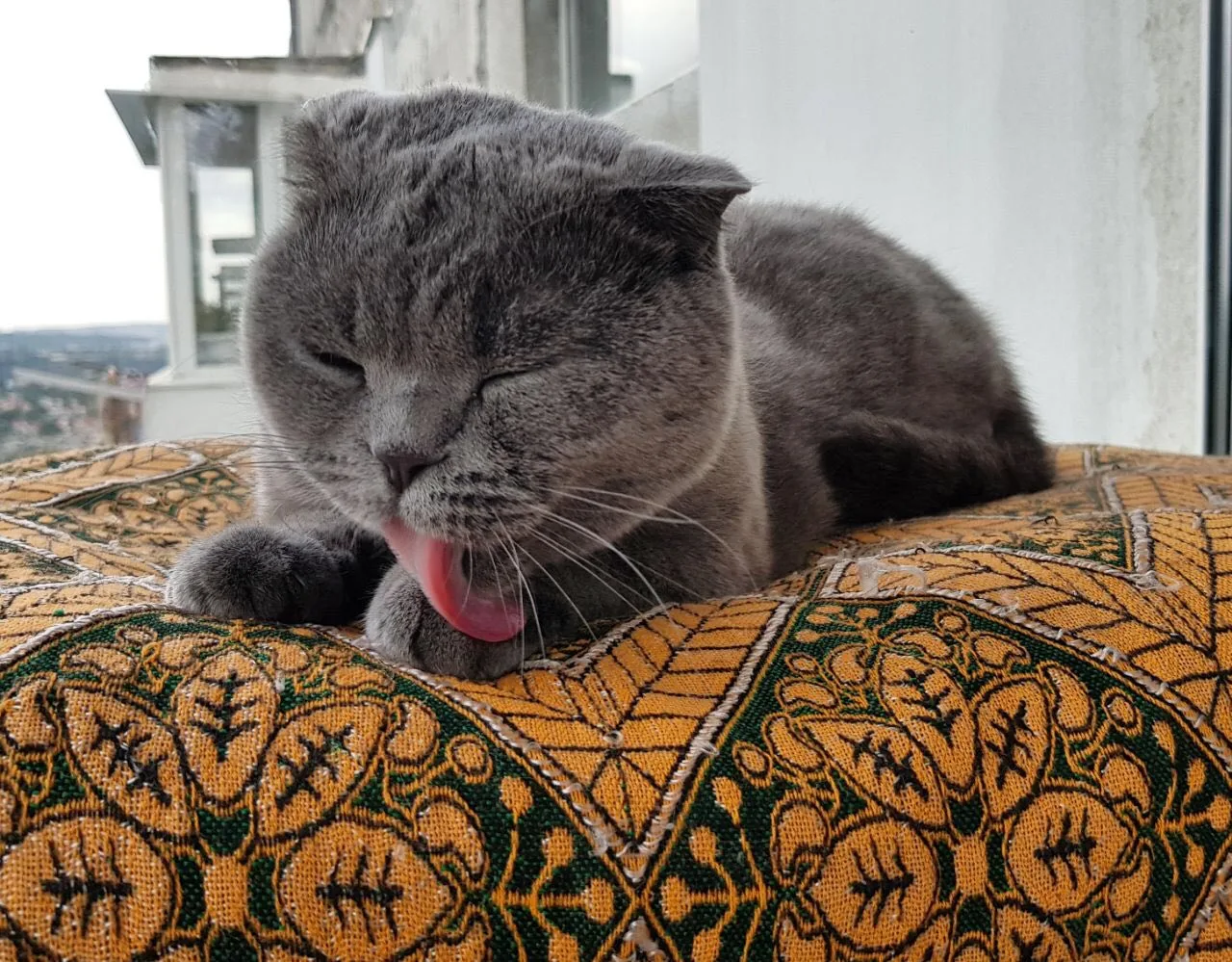 Котофакт дня 🐾

🫀 Сердце кота бьётся в два раза быстрее человеческого — 110–140 ударов в минуту. 
