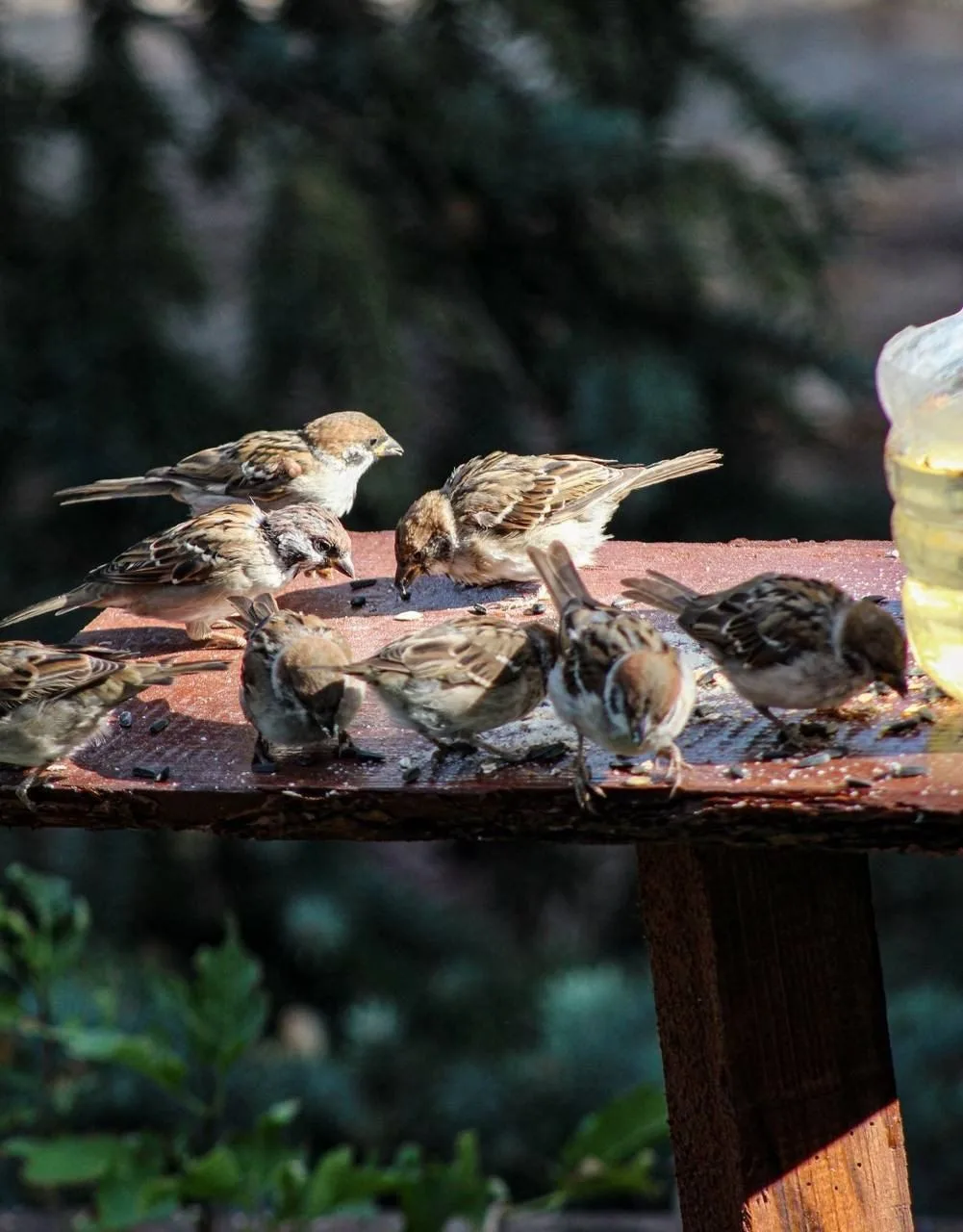 🐦 Татарстанцам предложили посчитать воробьев — с 8 по 16 августа пройдет Всероссийская летняя переп