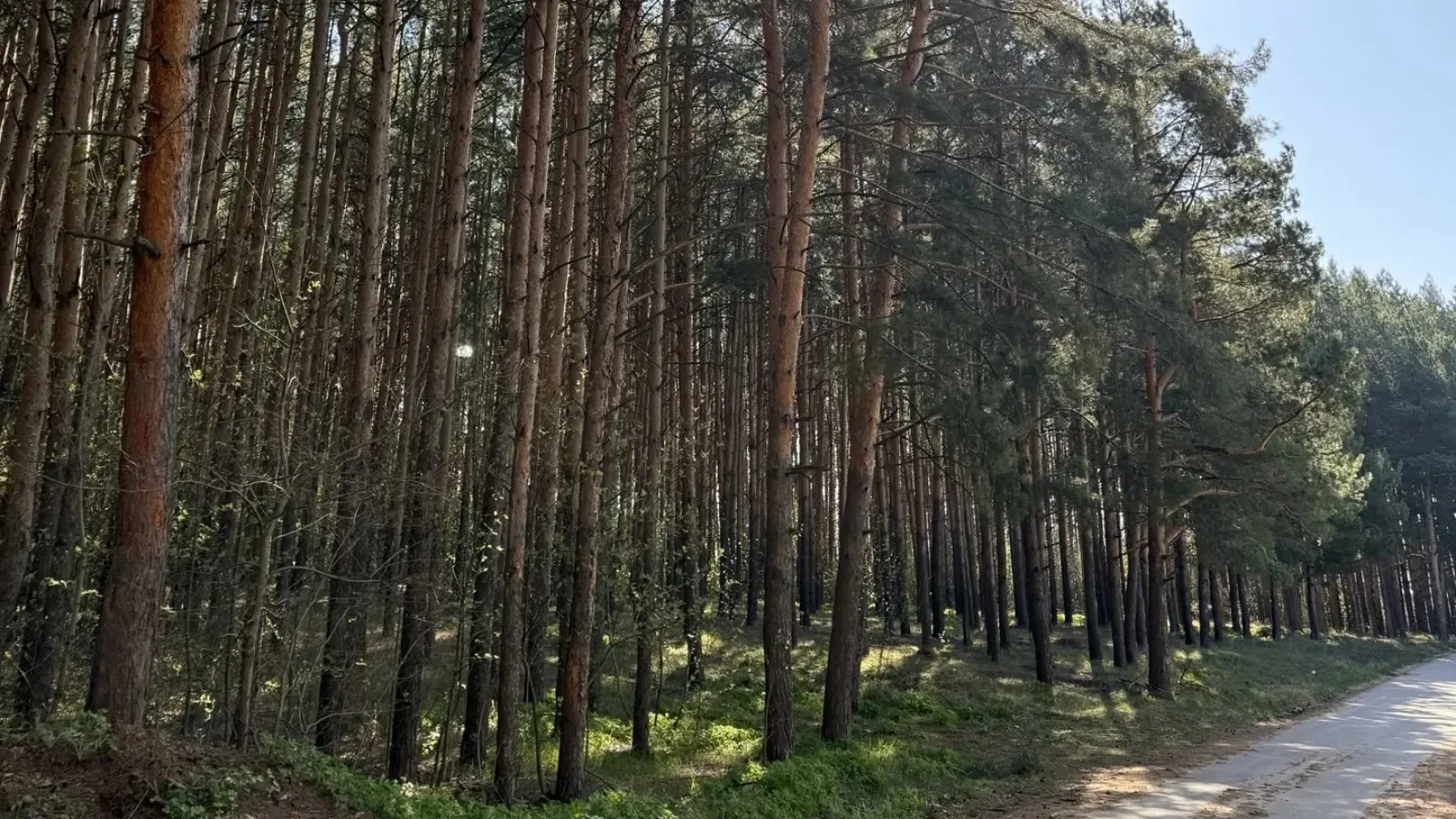🌲 В Мамадышском лесничестве появится новая лесосеменная плантация
