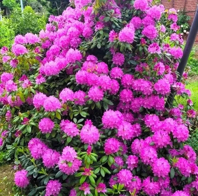Рододендроны как акцент в саду 🌸