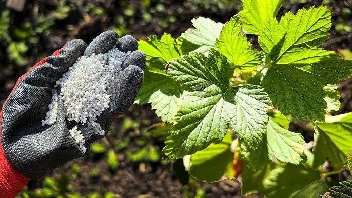 Смородина: 4 подкормки за сезон