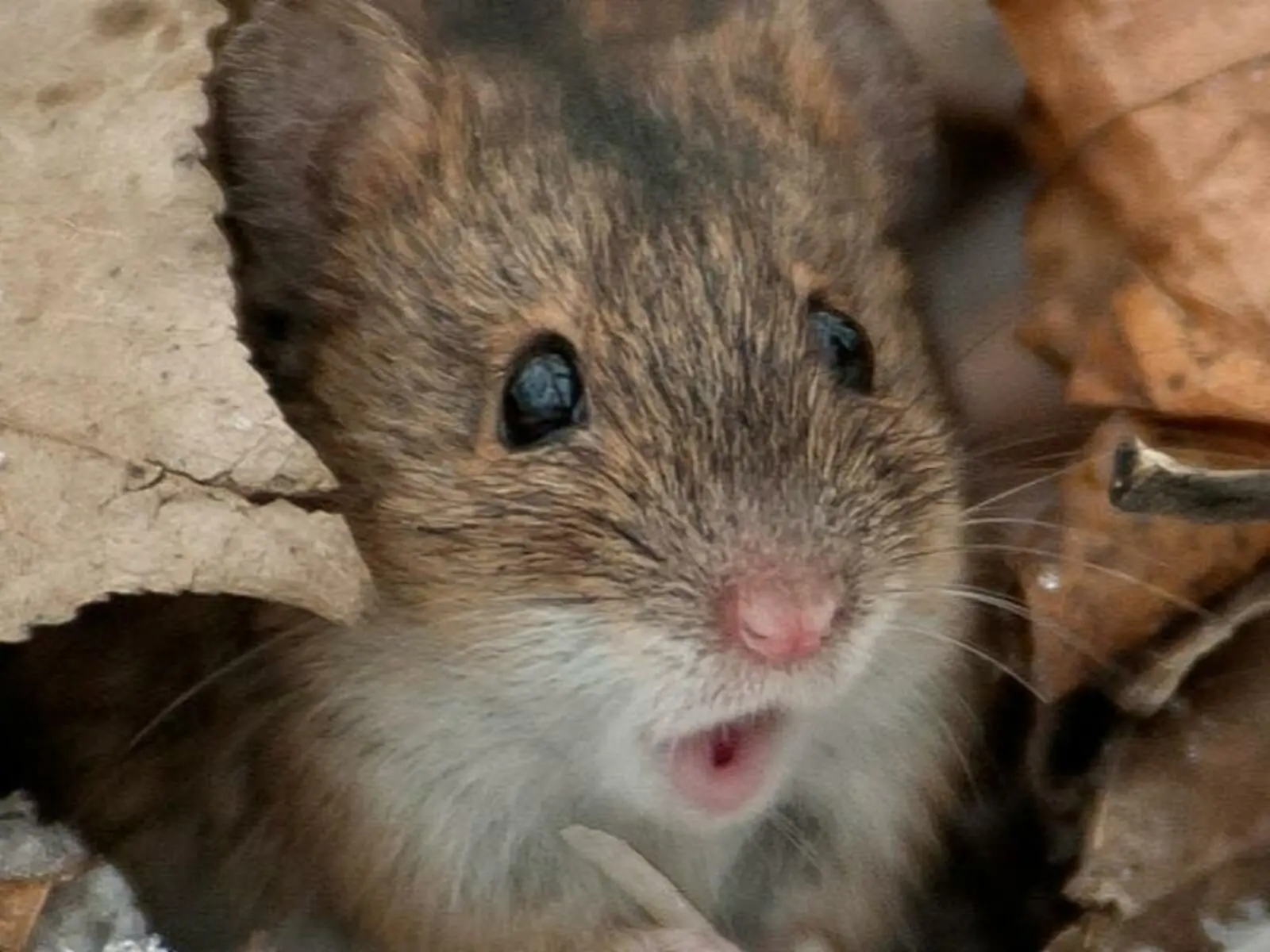 Где ловят мышку? 🐭

Вавожский район — лидер в Удмуртии в этом году по заболеваниям «мышиной лихорад