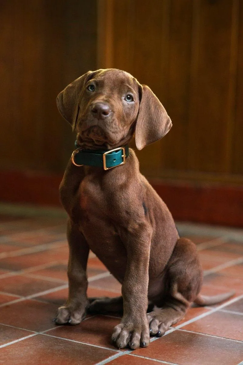 Рассекречена главная тайна детства 🐶

Вышел тизер сериала «Скуби-Ду: Начало» (16+), который расскаж