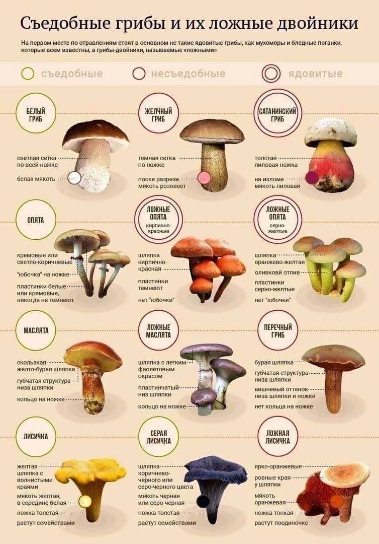 🍄 11 человек отравились грибами с начала года в Нижегородской области