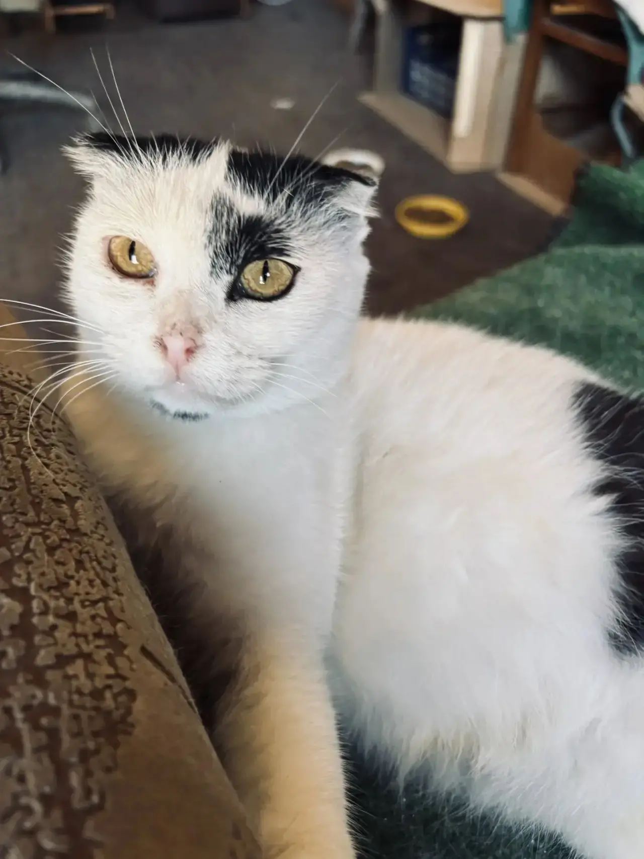 🐾 Кошечка. Возраст до 1 года.