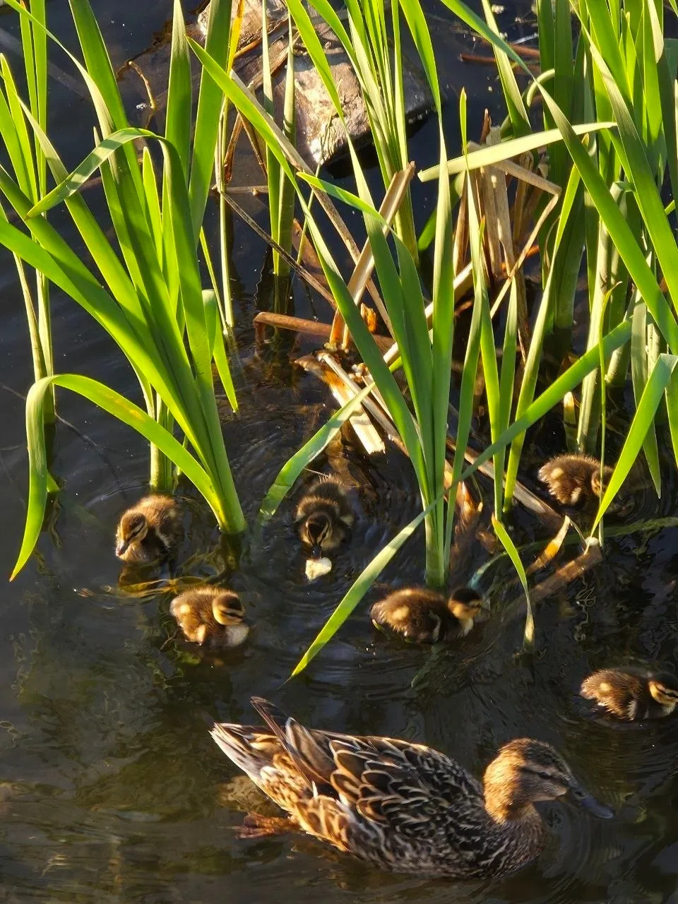 🦆Всем доброго утра!