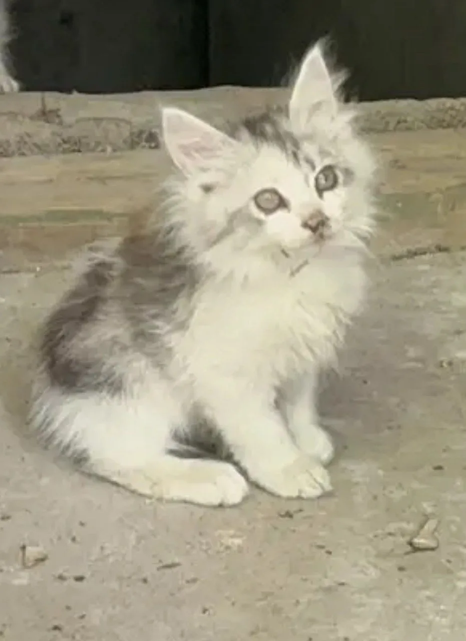 Одна из наших деток из подвала уехала домой🙏