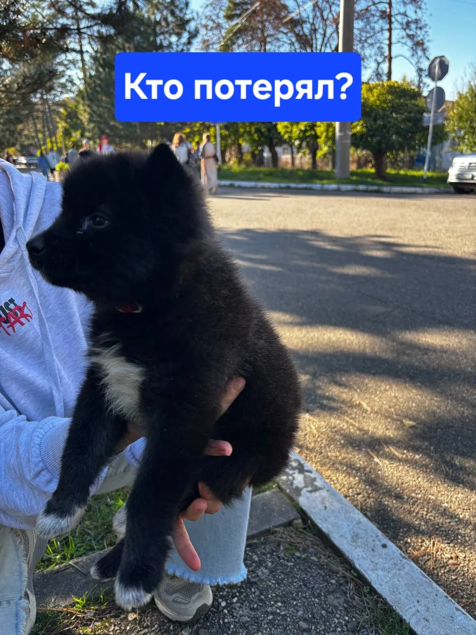 Добрый день. Найден щенок возле клиники Чаплыгиной. Кто потерял ? 89183759928