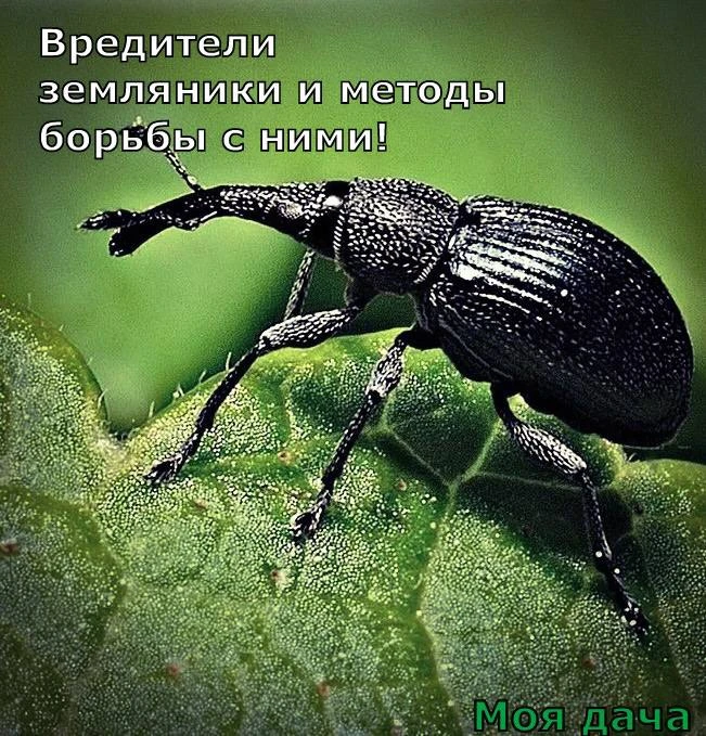 Вредители земляники и методы борьбы с ними 🪲

Памятка по спасению земляничных посадок 📌