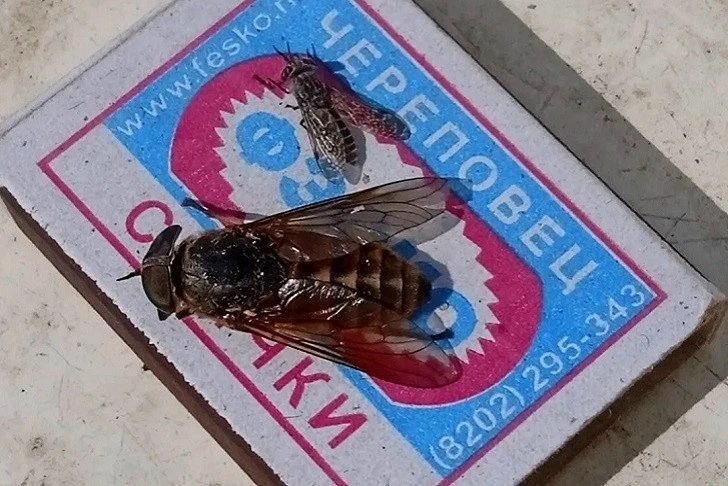 Ого слепни пошли 😬