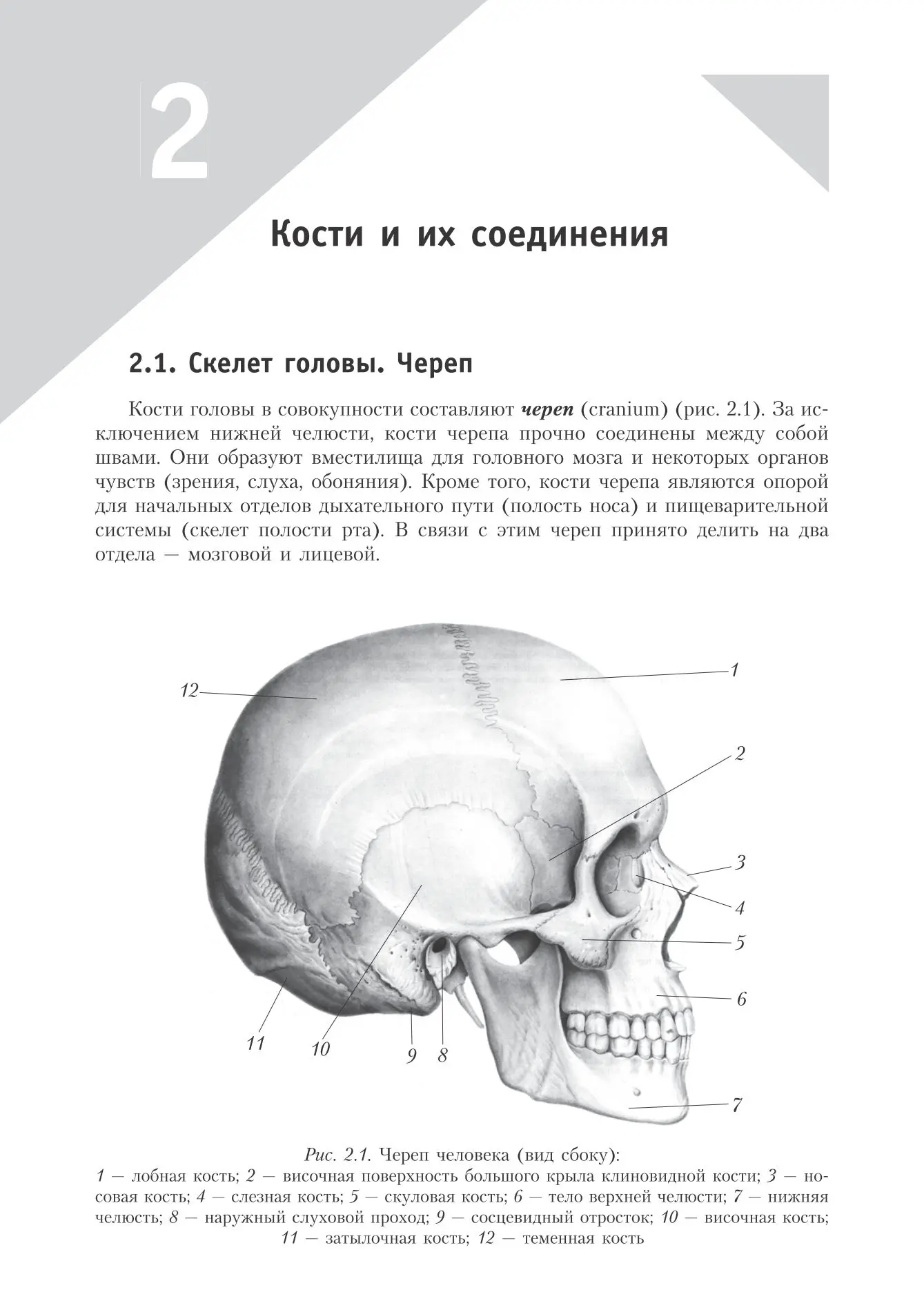 Строение черепа
