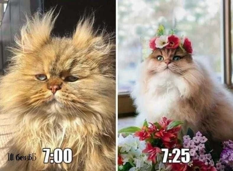 Утро типичной женщины)))