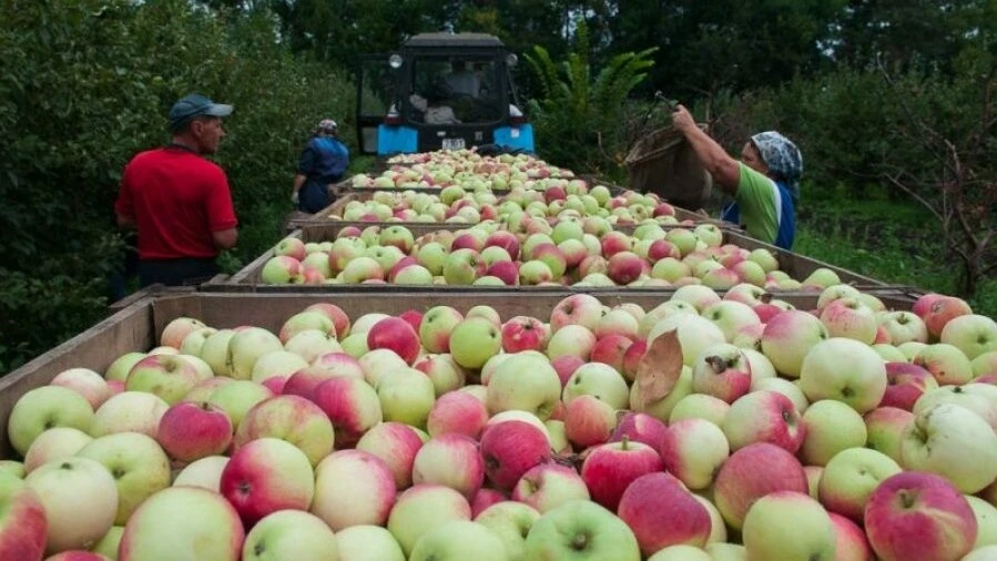 В Тамбовской области собрали около 800 тонн яблок 🍎