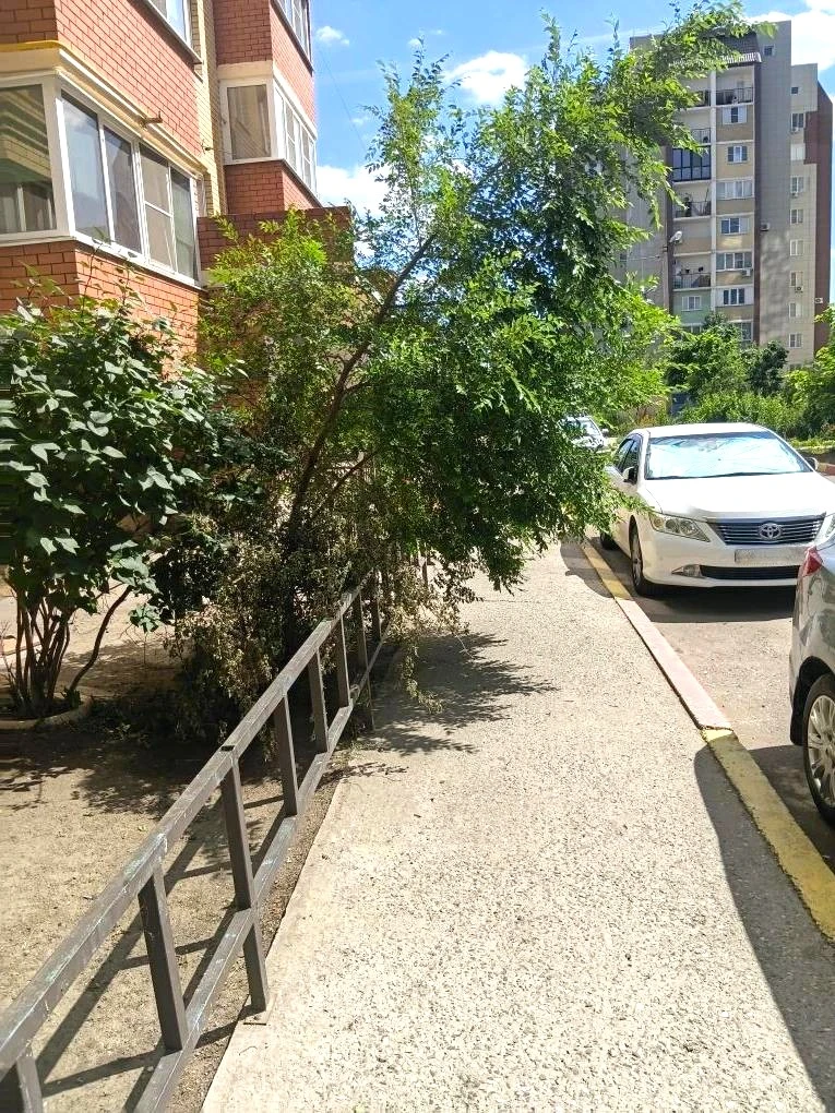 К новости «✂️ Летняя стрижка для вашего двора! 🌳»