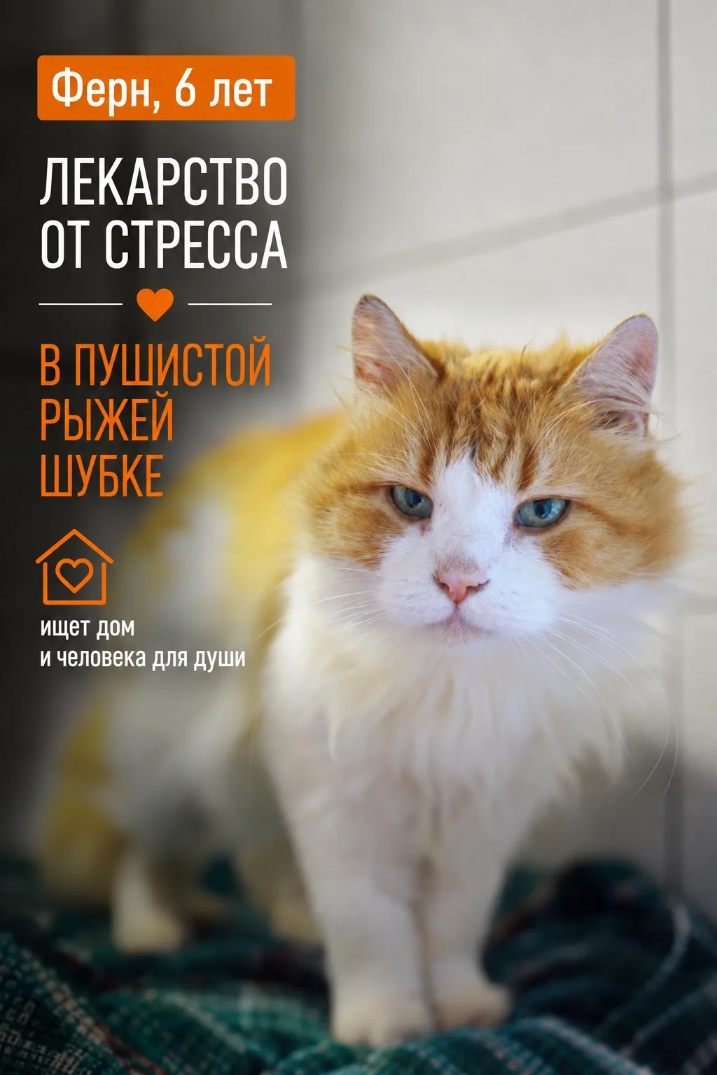 Пока другие котики с трудом привыкают к новой жизни в приюте, Ферн сохраняет абсолютное...