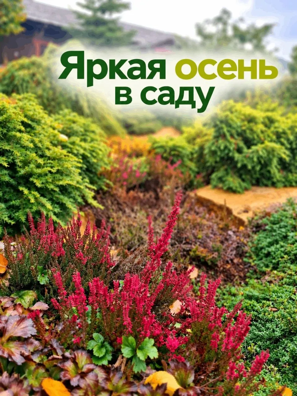 😍 Если бы вы заглянули к нам в питомник ПОИСК, то замерли бы от красоты: барбарисы, бе...