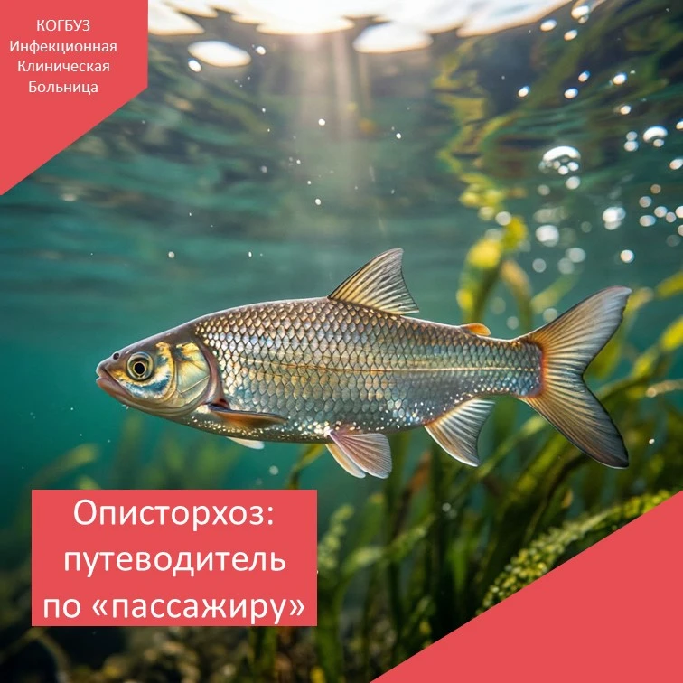 🐟 Описторхоз: путеводитель по «пассажиру», который въезжает в нас с рыбой

1. 👀 Невидимка в укропе