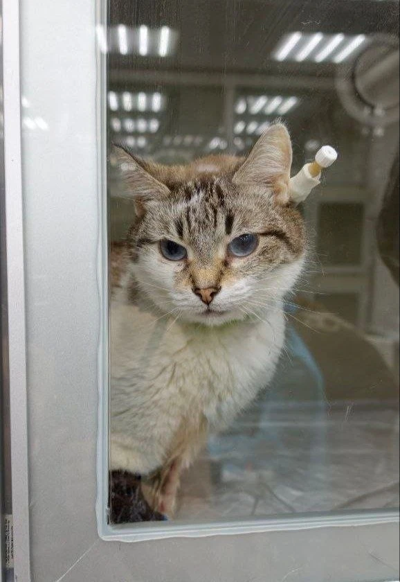 Белочку принесли в Котяус с 8-дневным отказом от еды😔 Белочка болеет и сейчас лечится....
