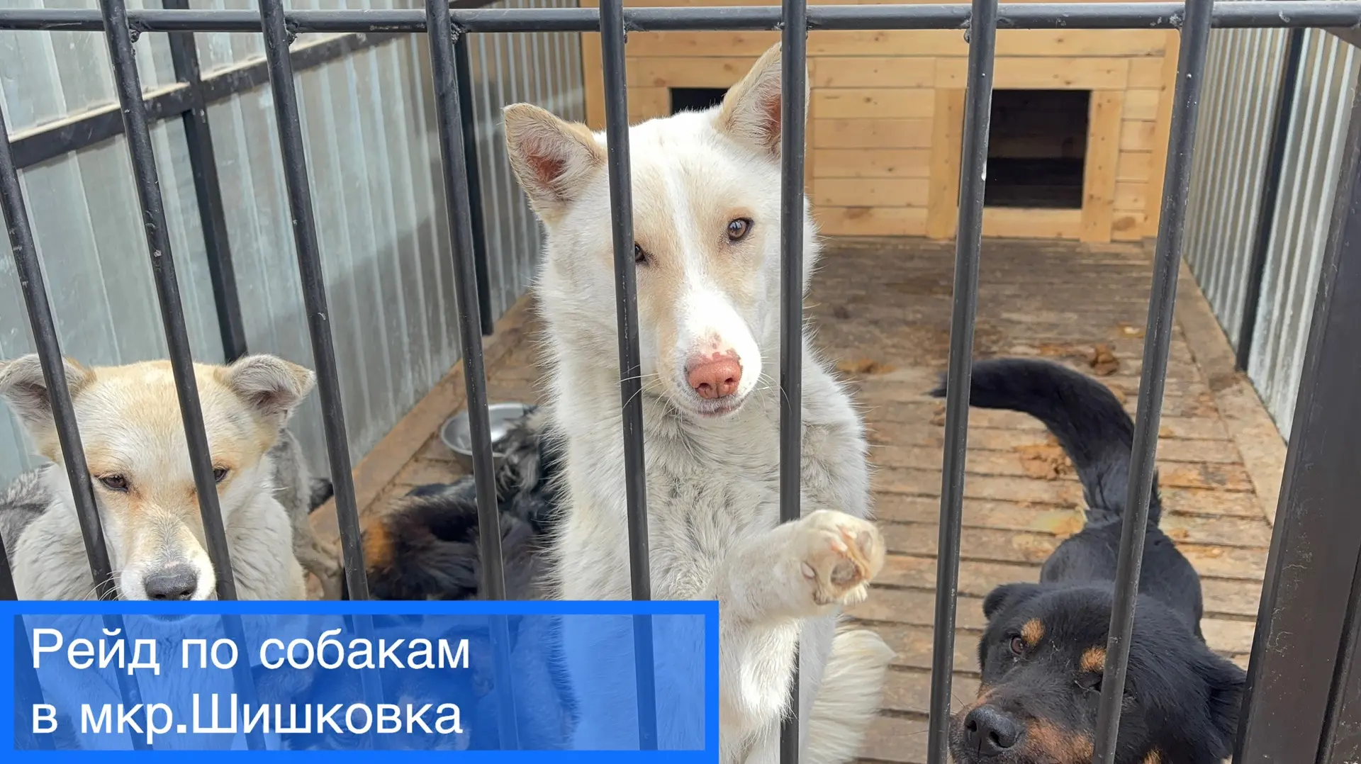 Рейд по собакам в мкр. Шишковка.