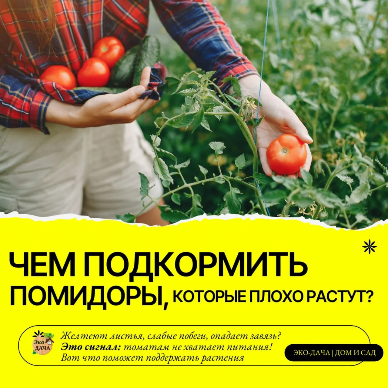 Чем подкормить помидоры, которые плохо растут? 🍅

Желтеют листья, слабые побеги, опадает завязь? Эт