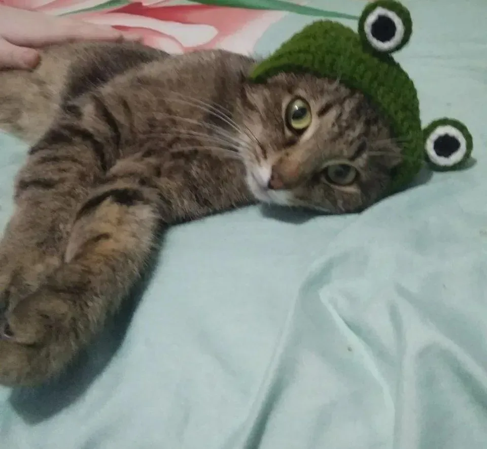 Когда снял лягушачью шкурку но не до конца🤭