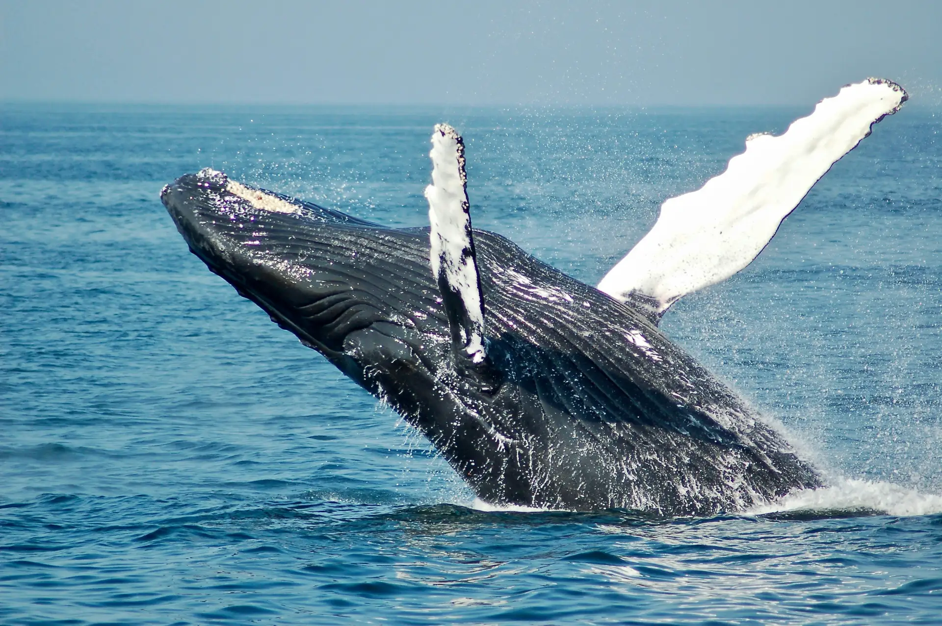 🐋 В Териберке собак научат находить китов по запаху
