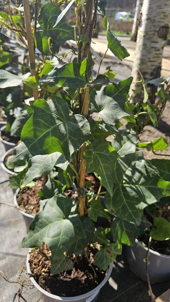https://www.martin-sad.ru/интернет-магазин-растений/p/295542-hedera_helix_wichtel_plyus...
