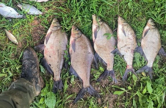 Кировские рыбаки продолжают делиться своими уловами в соцсетях. На крючок попадаются щуки, лещи, оку